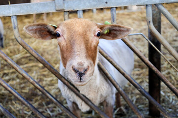 Sheep and lambs at children farm at Bergschenhoek