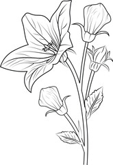 bluebell line drawing, bellflower coloring book hand drawn botanical spring elements bouquet of Campanula Bellflower, flower line art coloring pages 