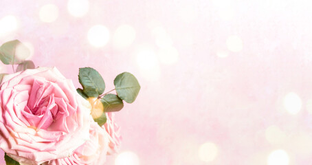 Pink roses on gentle pastel pink background with bokeh lights. Floral festive banner. Copy space.