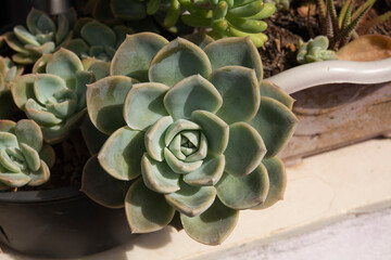 Close up and macro photography of echeveria flowers, with different textures and colors with selective focus