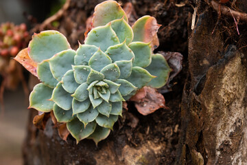 Fototapeta premium Close up and macro photography of echeveria flowers, with different textures and colors with selective focus
