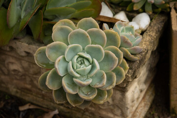 Close up and macro photography of echeveria flowers, with different textures and colors with selective focus