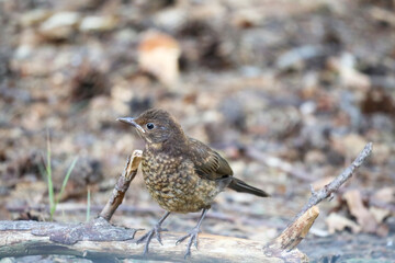 A blackbird between leaves in the forest