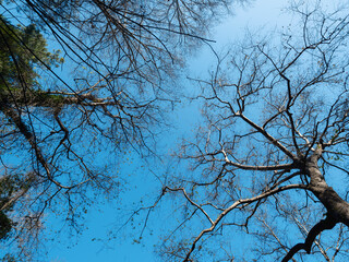 beautiful trees and blue sky background