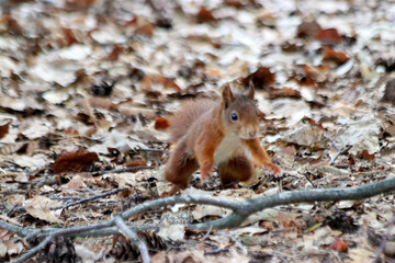 Naklejka na ściany i meble eurasian red squirrel in forest at the Veluwe in Gelderland
