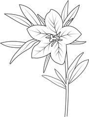 pencil bluebell drawing, Flowers coloring pages, book, Vector sketch of bell flowers, Hand drawn   Creeping Bellflower, collection of botanical leaf bud illustrations engraved ink art style.
