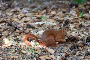 eurasian red squirrel in forest at the Veluwe in Gelderland