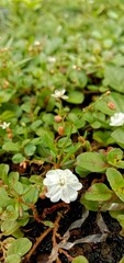 little white flower
