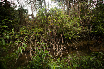 Discover the Beauty of Mangrove Forests with Our High-Resolution Stock Images for Sale