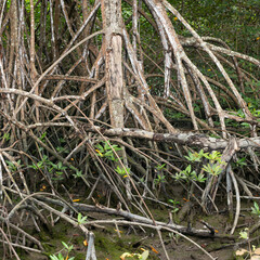 Discover the Beauty of Mangrove Forests with Our High-Resolution Stock Images for Sale