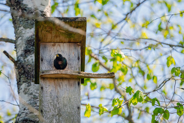 Starling bird ( Sturnus vulgaris ) bringing worm to the wooden nest box in the tree. Bird feeding kids in wooden bird house hanging on the birch tree outdoors