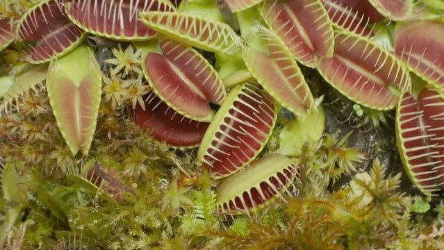 Big group of Venus flytraps