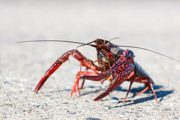 Red American crayfish in the Zuidplaspolder where they cause nuisance as a native species