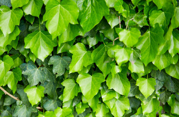 young green leaves in the garden