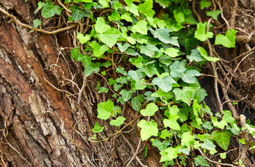 young green leaves in the garden