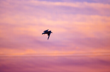 Fototapeta na wymiar Silhouette of a flying seagull against the sunset sky