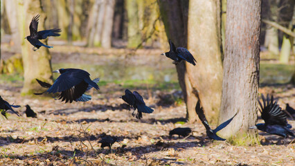 A flock of black crows takes off in the autumn park