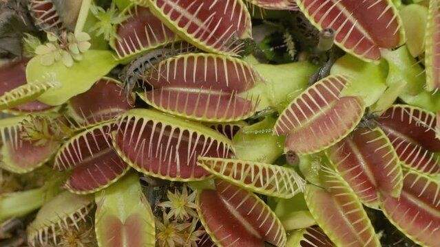 Big group of Venus flytraps