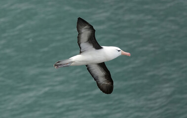 A black-browed albatross in flight above the ocean. 