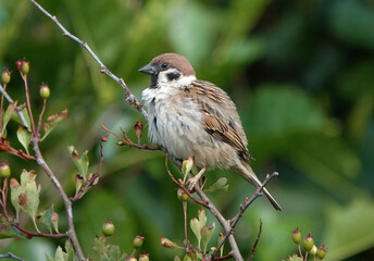 A tree sparrow perching on a thin branch. 