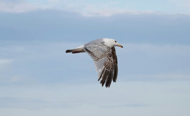 A herring gull in flight. 