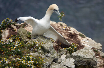 A northern gannet holding nesting materials in its beak on a cliff top. 