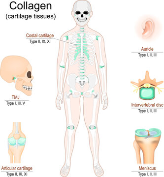 Collagen in cartilage tissues. Human skeleton