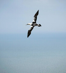 A selective focus image of an immature northern gannet soaring through the air above the ocean. 