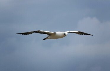 A northern gannet flying through the sky with clouds in the background. 