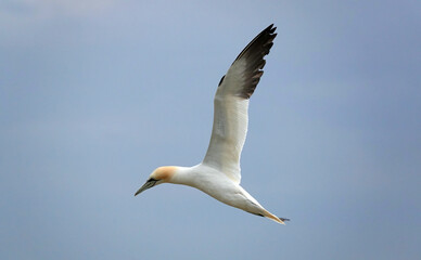 Fototapeta na wymiar A side view of a northern gannet in flight. 