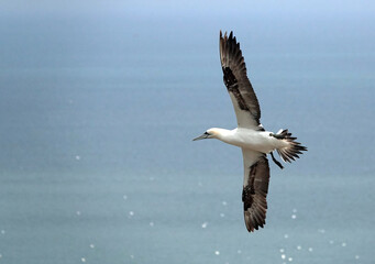 Fototapeta na wymiar A beautiful shot of a northern gannet flying high above the sea. 