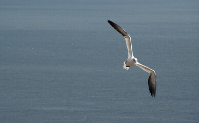Fototapeta na wymiar A northern gannet flying through the air above the ocean. 