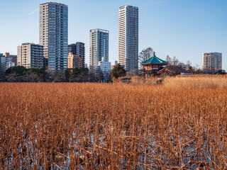 冬の夕暮れの上野不忍池　2月