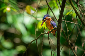 A lone blue eared kingfisher alcedo meninting standby in the middle of tree leaves waiting for food in the river below 