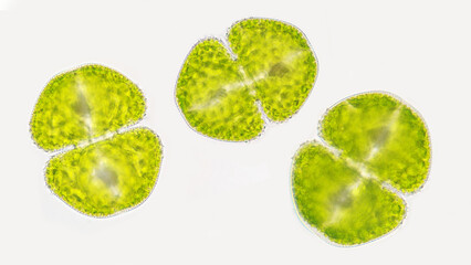 A green algae called Cosmarium. The species probably Cosmarium decoratum. live specimen. 400x magnification with selective focus - obrazy, fototapety, plakaty