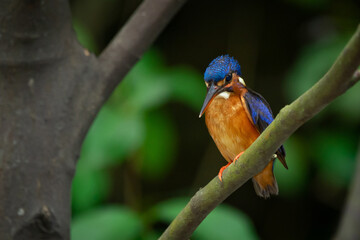 A lone blue eared kingfisher alcedo meninting standby in the middle of tree leaves waiting for food in the river below 
