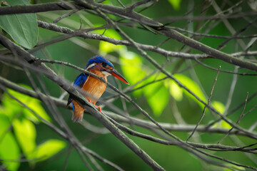 A lone blue eared kingfisher alcedo meninting standby in the middle of tree leaves waiting for food in the river below 