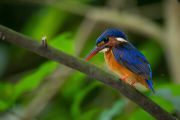 A lone blue eared kingfisher alcedo meninting standby in the middle of tree leaves waiting for food in the river below 