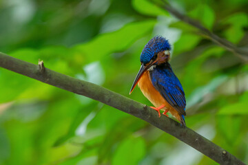 A lone blue eared kingfisher alcedo meninting standby in the middle of tree leaves waiting for food in the river below 