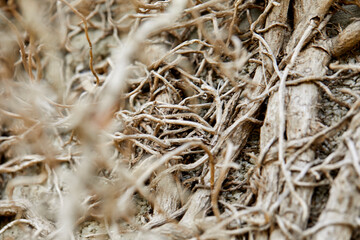 branches of plant on grey background