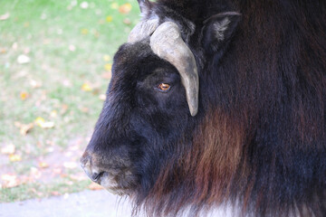 Musk ox on the pasture in the zoo in summer