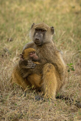 Chacma baboon sits on grass holding infant