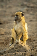 Chacma baboon sits on rock in shade
