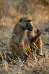 Chacma baboon sits in grass with catchlights