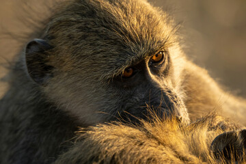 Close-up of chacma baboon sitting grooming another