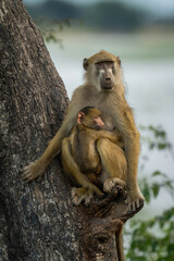 Chacma baboon sits with infant in tree