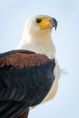 Close-up of African fish eagle eyeing camera