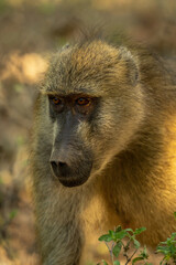Close-up of chacma baboon crouching by bush