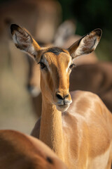 Close-up of female common impala facing lens
