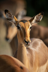Close-up of female common impala licking lips